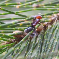 Iridomyrmex purpureus (Meat Ant) at Paddys River, ACT - 7 Feb 2022 by HelenCross
