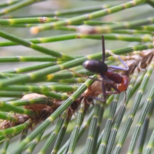 Iridomyrmex purpureus at Paddys River, ACT - 7 Feb 2022