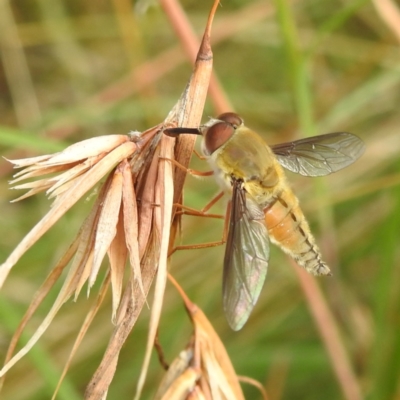 Trichophthalma punctata (Tangle-vein fly) at Kambah, ACT - 7 Feb 2022 by HelenCross