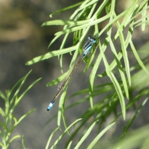 Ischnura heterosticta at Burra, NSW - suppressed