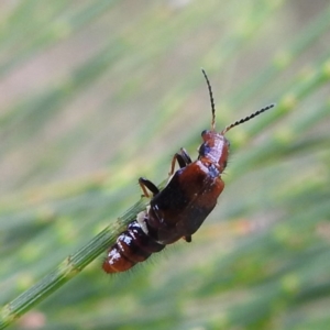 Carphurus sp. (genus) at Paddys River, ACT - 7 Feb 2022