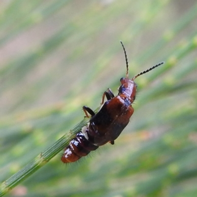 Carphurus sp. (genus) (Soft-winged flower beetle) at Paddys River, ACT - 7 Feb 2022 by HelenCross