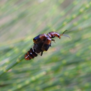 Carphurus sp. (genus) at Paddys River, ACT - 7 Feb 2022