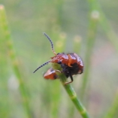 Carphurus sp. (genus) at Paddys River, ACT - 7 Feb 2022