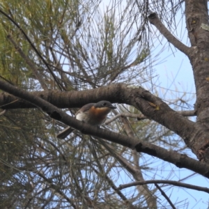 Myiagra rubecula at Paddys River, ACT - 7 Feb 2022