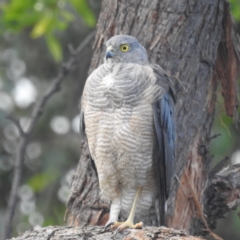 Tachyspiza cirrocephala (Collared Sparrowhawk) at Paddys River, ACT - 7 Feb 2022 by HelenCross