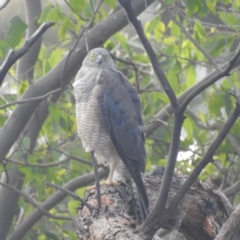 Accipiter cirrocephalus at Paddys River, ACT - 7 Feb 2022