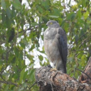 Accipiter cirrocephalus at Paddys River, ACT - 7 Feb 2022