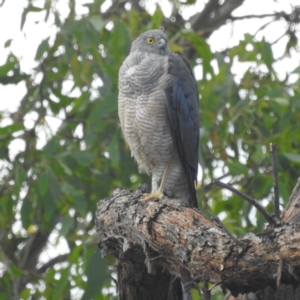 Accipiter cirrocephalus at Paddys River, ACT - 7 Feb 2022