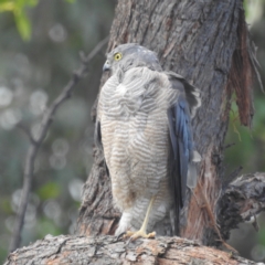 Accipiter cirrocephalus at Paddys River, ACT - 7 Feb 2022