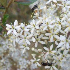 Leioproctus (Leioproctus) alleynae at Paddys River, ACT - 7 Feb 2022