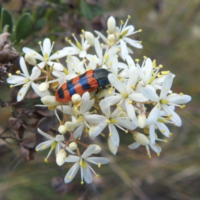 Castiarina crenata (Jewel beetle) at Paddys River, ACT - 7 Feb 2022 by HelenCross
