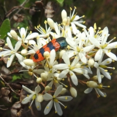 Castiarina crenata at Paddys River, ACT - 7 Feb 2022