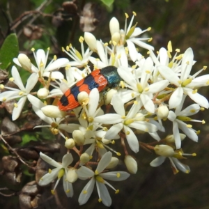 Castiarina crenata at Paddys River, ACT - 7 Feb 2022 05:58 PM