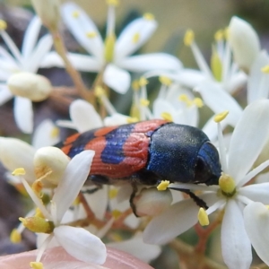 Castiarina crenata at Paddys River, ACT - 7 Feb 2022 05:58 PM