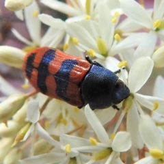 Castiarina crenata at Paddys River, ACT - 7 Feb 2022 05:58 PM