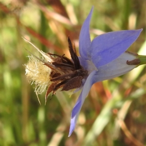 Heliocosma (genus - immature) at Lions Youth Haven - Westwood Farm A.C.T. - 7 Feb 2022