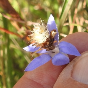 Heliocosma (genus - immature) at Lions Youth Haven - Westwood Farm A.C.T. - 7 Feb 2022