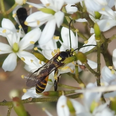 Agriomyia sp. (genus) (Yellow flower wasp) at Paddys River, ACT - 7 Feb 2022 by HelenCross