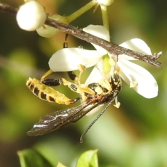 Agriomyia sp. (genus) at Paddys River, ACT - 7 Feb 2022