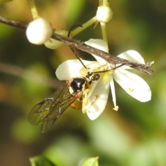 Agriomyia sp. (genus) at Paddys River, ACT - 7 Feb 2022