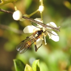 Agriomyia sp. (genus) at Paddys River, ACT - 7 Feb 2022