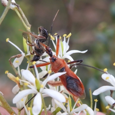 Gminatus australis (Orange assassin bug) at Kambah, ACT - 7 Feb 2022 by HelenCross