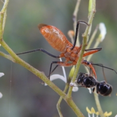 Gminatus australis at Kambah, ACT - 7 Feb 2022