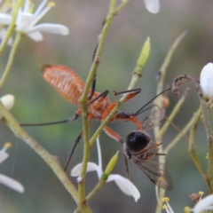 Gminatus australis at Kambah, ACT - 7 Feb 2022