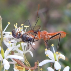 Gminatus australis at Kambah, ACT - 7 Feb 2022