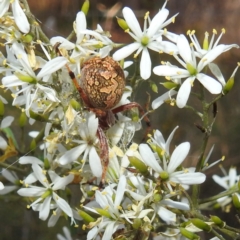 Araneinae (subfamily) (Orb weaver) at Kambah, ACT - 7 Feb 2022 by HelenCross