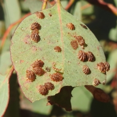 Spondyliaspis plicatuloides (Shell Lerps) at Kambah, ACT - 7 Feb 2022 by HelenCross