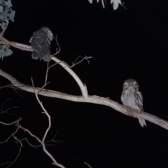 Podargus strigoides (Tawny Frogmouth) at Kambah, ACT - 7 Feb 2022 by HelenCross