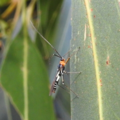 Braconidae (family) (Unidentified braconid wasp) at Kambah, ACT - 7 Feb 2022 by HelenCross