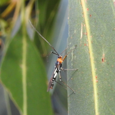 Braconidae (family) (Unidentified braconid wasp) at Kambah, ACT - 7 Feb 2022 by HelenCross