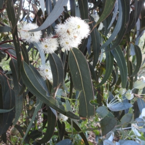 Eucalyptus globulus subsp. bicostata at Kambah, ACT - 7 Feb 2022