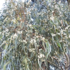 Eucalyptus globulus subsp. bicostata at Kambah, ACT - 7 Feb 2022