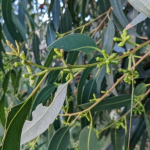 Eucalyptus maidenii at Lions Youth Haven - Westwood Farm A.C.T. - 7 Feb 2022 07:31 PM