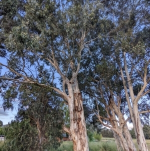 Eucalyptus maidenii at Lions Youth Haven - Westwood Farm A.C.T. - 7 Feb 2022 07:31 PM