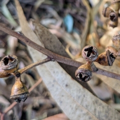 Eucalyptus globulus subsp. bicostata at Kambah, ACT - 7 Feb 2022