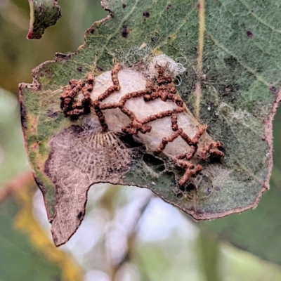 Hypertrophidae sp. (family) (Unidentified Twig Moth) at Kambah, ACT - 14 Jan 2022 by HelenCross