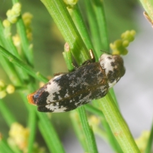 Hypocisseis suturalis at Molonglo Valley, ACT - 6 Feb 2022