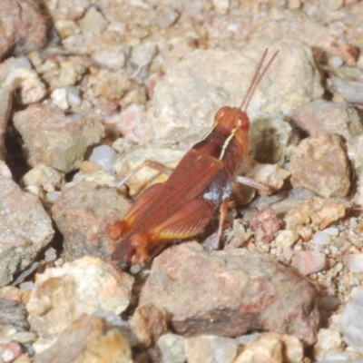 Phaulacridium vittatum (Wingless Grasshopper) at Molonglo Valley, ACT - 6 Feb 2022 by Harrisi