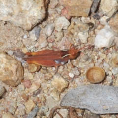 Phaulacridium vittatum at Molonglo Valley, ACT - 6 Feb 2022