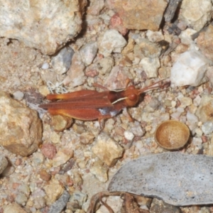 Phaulacridium vittatum at Molonglo Valley, ACT - 6 Feb 2022