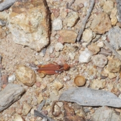 Phaulacridium vittatum at Molonglo Valley, ACT - 6 Feb 2022