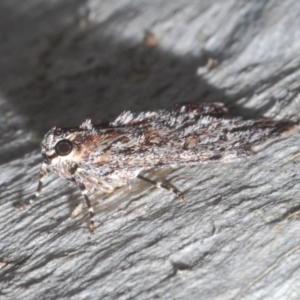 Spectrotrota fimbrialis at Molonglo Valley, ACT - 6 Feb 2022