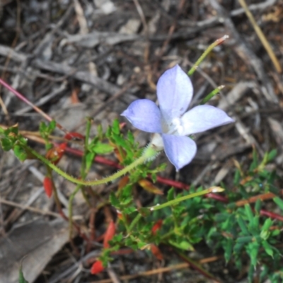 Wahlenbergia sp. (Bluebell) at Molonglo Valley, ACT - 6 Feb 2022 by Harrisi