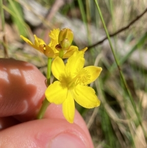 Bulbine bulbosa at Kosciuszko National Park, NSW - 22 Jan 2022