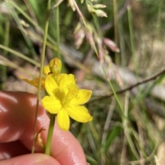 Bulbine bulbosa at Kosciuszko National Park, NSW - 22 Jan 2022